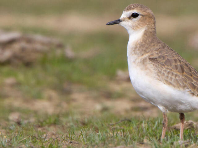 A mountain plover with taupe and white feathers and a black beak stands in a grassy area