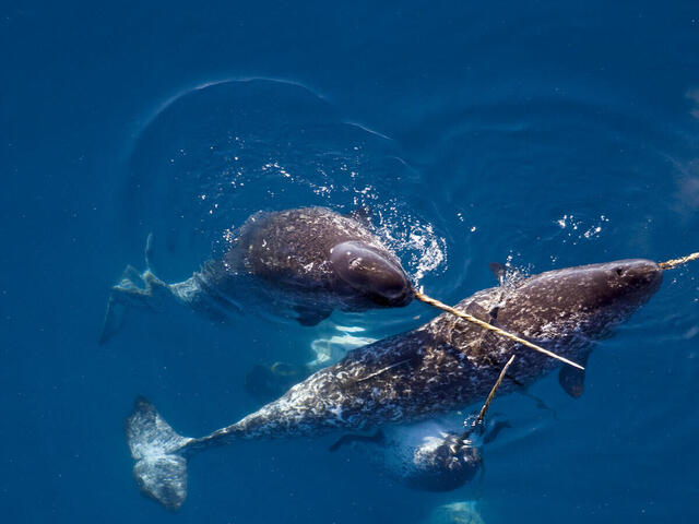 A group of narwhals swimming together