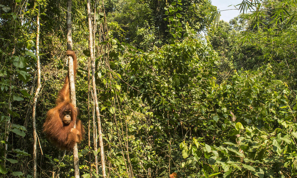 Sumatra and Borneo | Animals, People and Threats | WWF