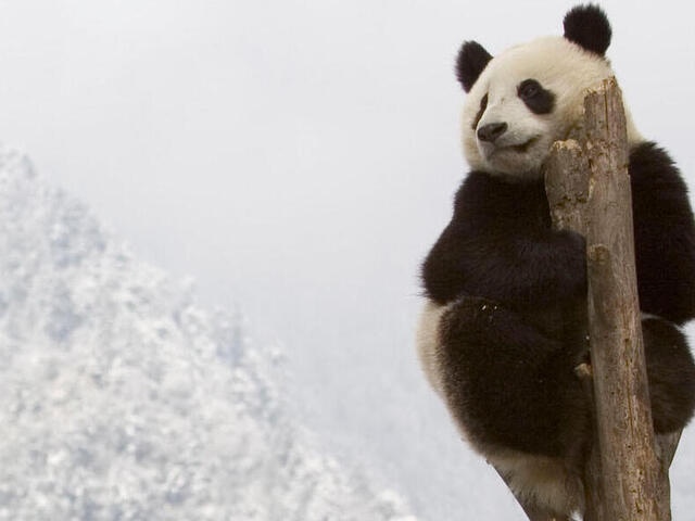 Panda at top of a tree