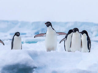 Adelie Penguins on an ice sheet in Antarctica