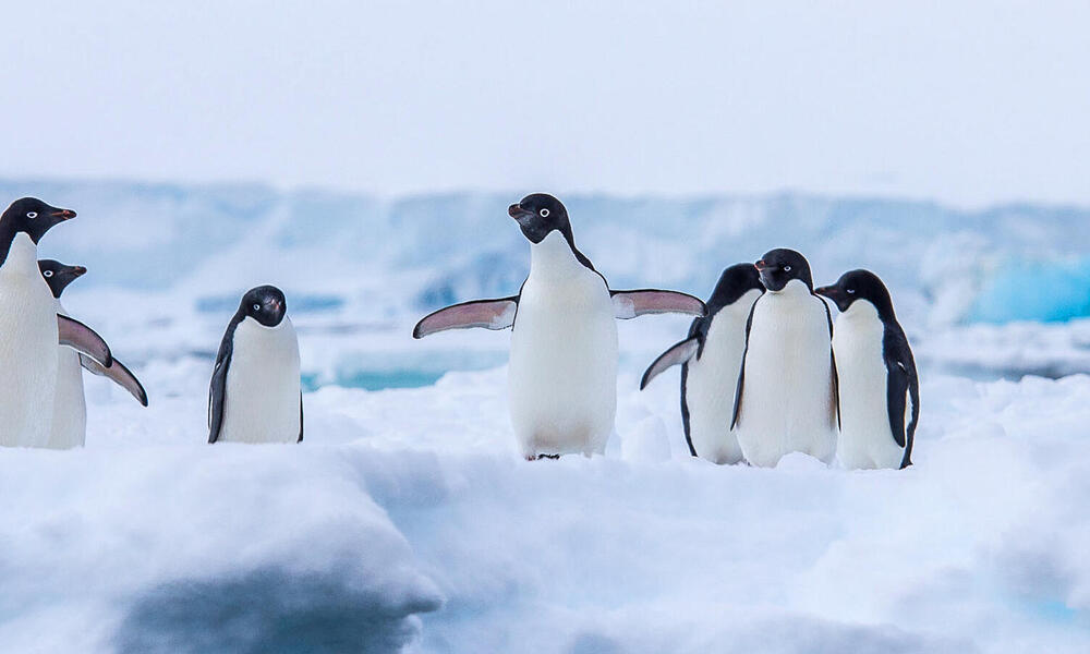 images of penguins