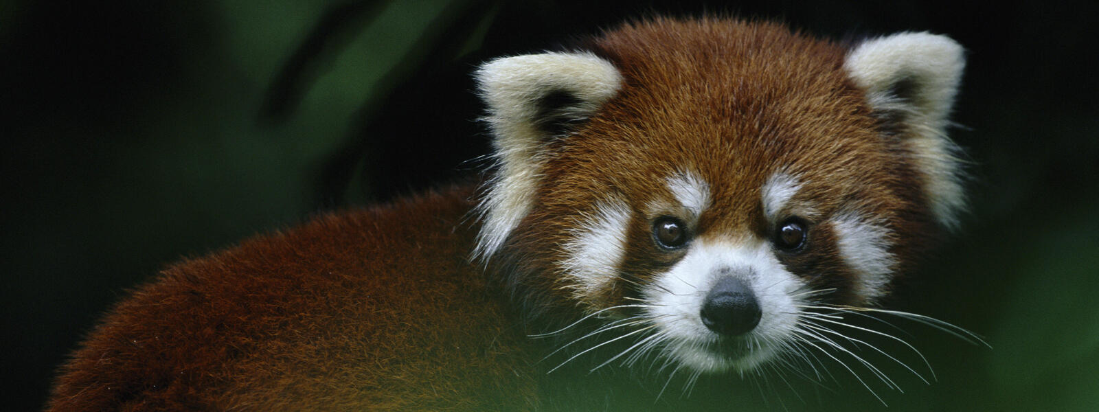 Red Panda (Source: WWF)