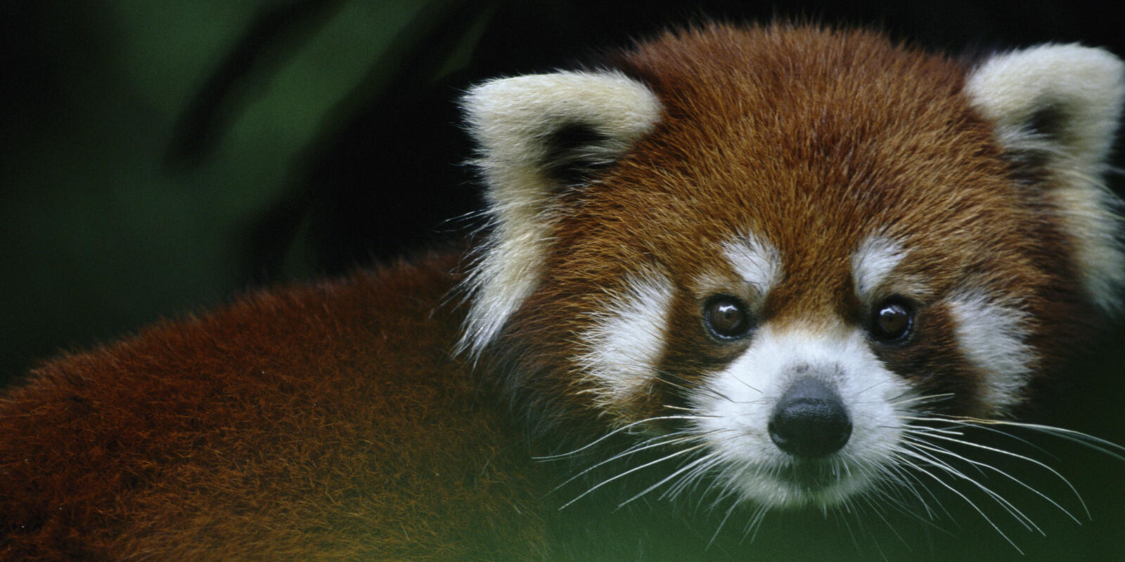 Eight Amazing Red Panda Facts, Science