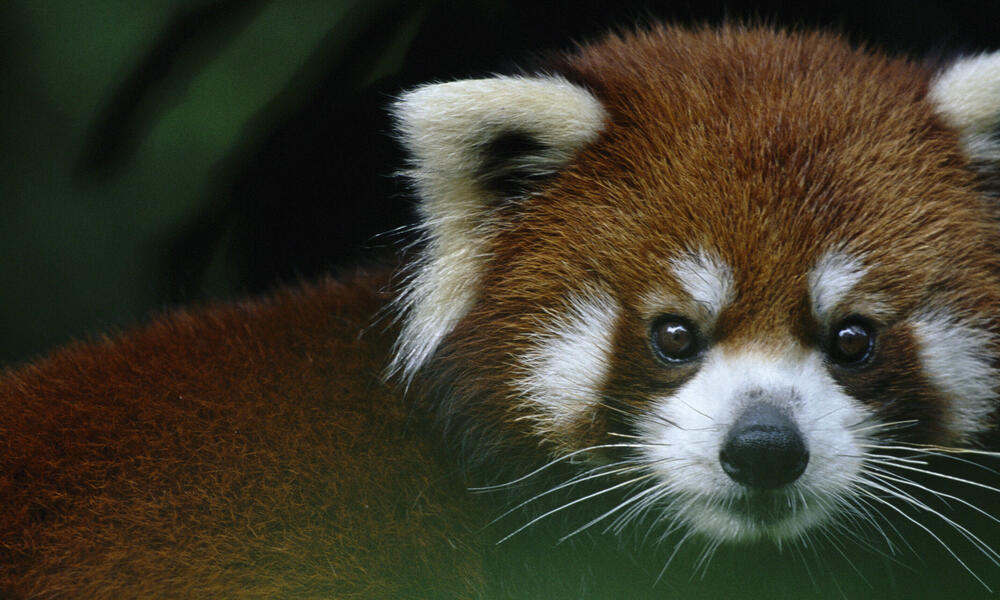 red panda habitat destruction