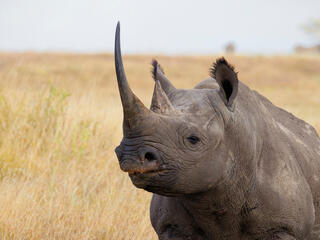 A rhino standing in a field