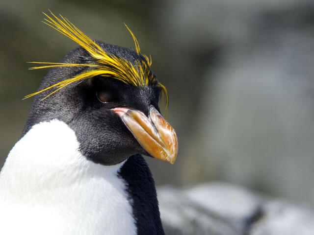 Southern rockhopper penguin Species WWF