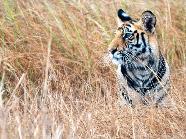 tiger in tall grass