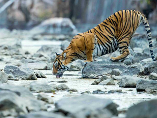 Tiger drinks from a stream