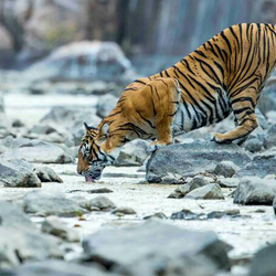 Tiger drinks from a stream
