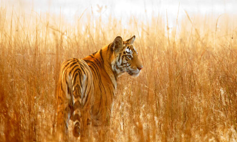 Encogerse de hombros Usual miércoles Dónde y cómo viven los tigres | Blog Posts | WWF