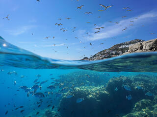 Seabirds fly in the sky while the bottom of the image shows fish underwater and a city