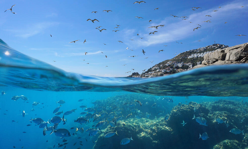 Seabirds fly in the sky while the bottom of the image shows fish underwater and a city
