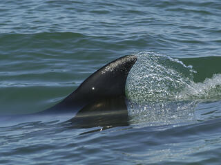 Fin whale, Balaenoptera physalus surfacing. Baja California, Mexico.