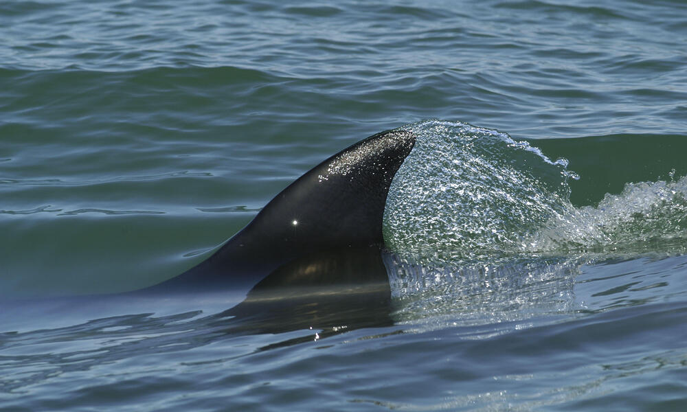 Fin whale, Balaenoptera physalus surfacing. Baja California, Mexico.