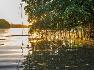 In Fiji, the setting sun shines through the mangroves on the Wainikoro River