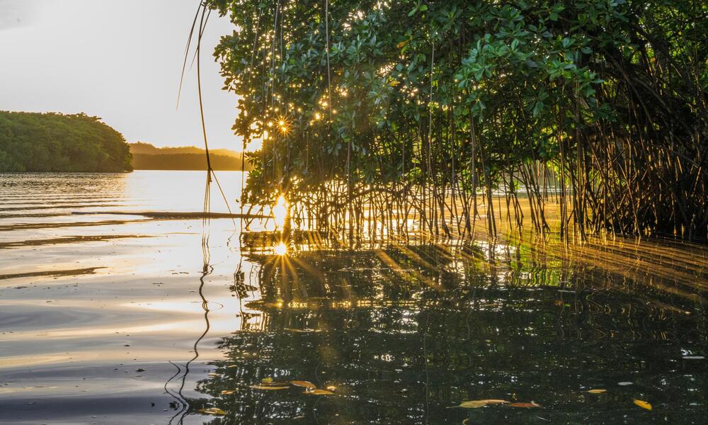 In Fiji, the setting sun shines through the mangroves on the Wainikoro River