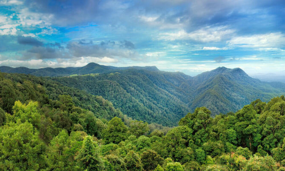 Forests Of Eastern Australia Pages WWF Forests Of Eastern Australia Pages WWF