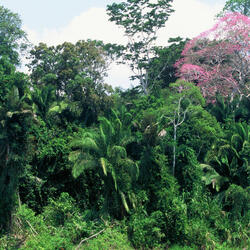 A forest in Peru with one pink flowering tree to the right