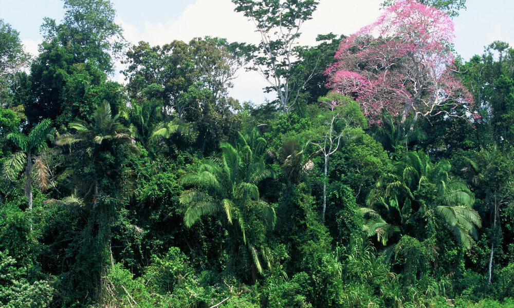 A forest in Peru with one pink flowering tree to the right