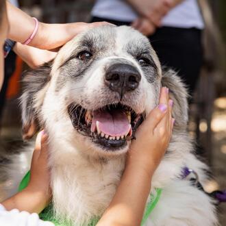 A happy fluffy dog with people petting him