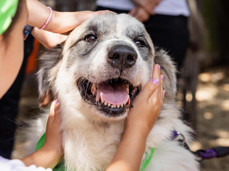 A happy fluffy dog with people petting him