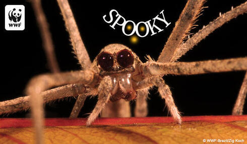 Spooky spider