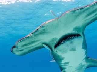 A large great hammerhead shark cruises overhead in the Bahamas.
