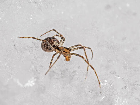 A hammock web spider moves across a snowy landscape