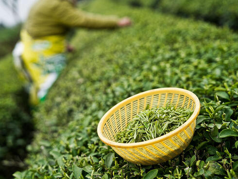 From Leaf to Cup: How Matcha is Harvested