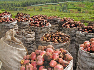 Harvested potatoes in Virunga Volcanoes National Park, Rwanda