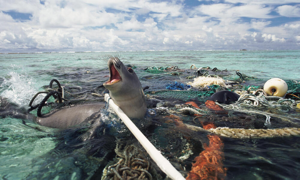 Hawaiin monk seal caught in ghost fishing gear