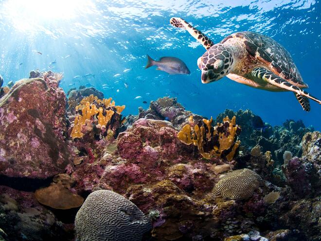 Hawksbill Sea Turtle Habitat Latest Assessment Of Hawksbill Turtles In Hawksbill Sea Turtle Habitat Latest Assessment Of Hawksbill Turtles In