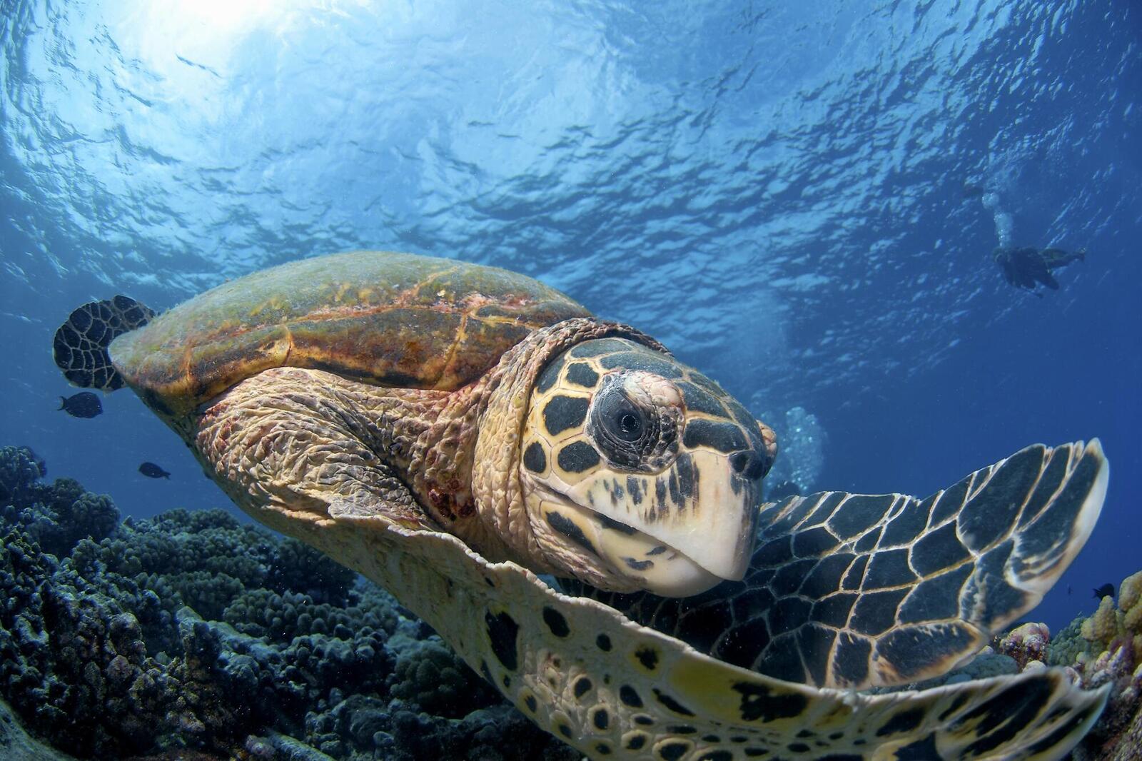 Hawksbill sea turtle looking at the camera