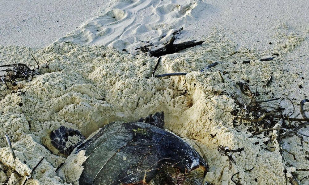 Hawksbill Turtle,  female heading back to the sea after laying eggs