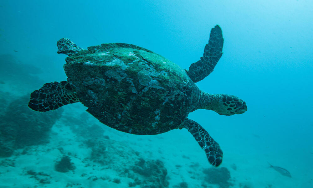 Underwater photo of swimming turtle