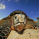 close up of a Hawksbill turtle