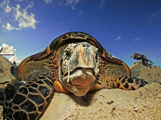 close up of a Hawksbill turtle