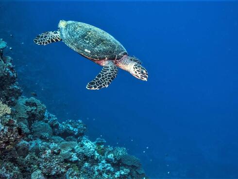 A hawksbill turtle swimming along a coral reef in bright blue waters