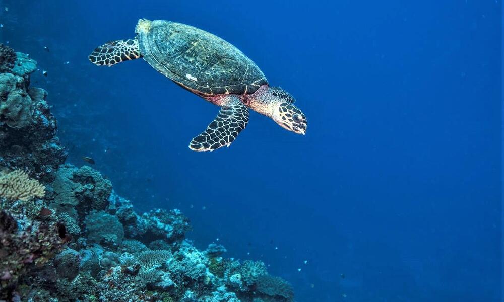 A hawksbill turtle swimming along a coral reef in bright blue waters