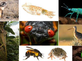 Collage of photos of different types of wildlife