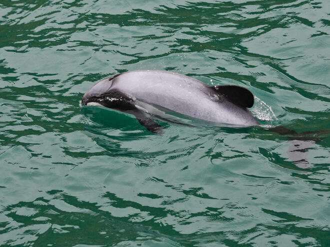Hector's Dolphin in New Zealand Waters 