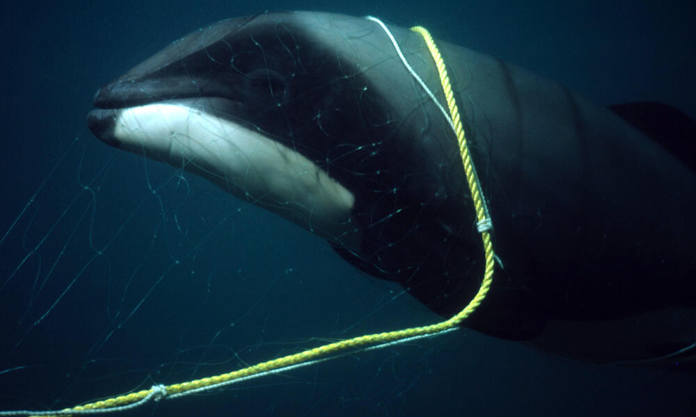 Hector's Dolphin Calf Killed in Gillnet