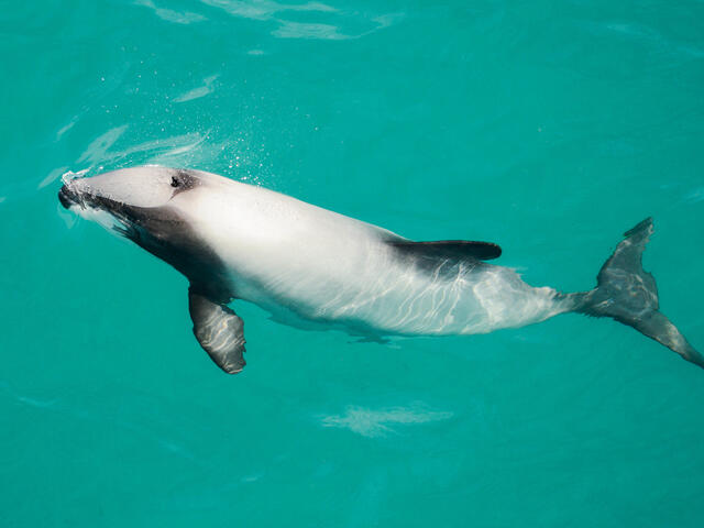 Hector's dolphin portrait