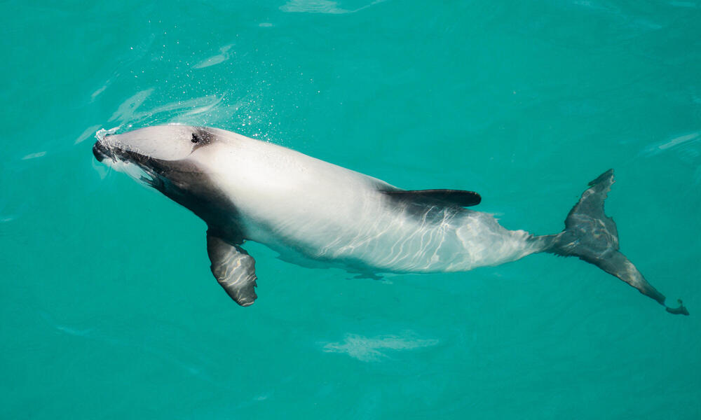 Hector's Dolphin | Species | WWF