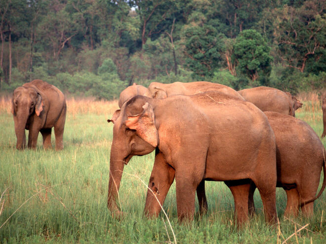Asian Elephant Species WWF Asian Elephant Species WWF