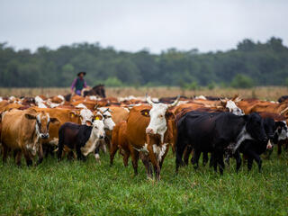 Herding cattle at El Cachepé Ranch and Wildlife refuge. La Eduvigis, Gran Chaco region, Northern Argentina.