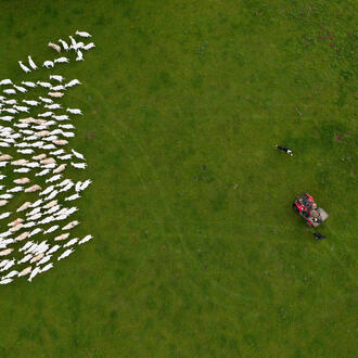 Aerial photo of herd of sheep in cluster near farmer with tractor and dog