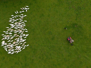 Aerial photo of herd of sheep in cluster near farmer with tractor and dog
