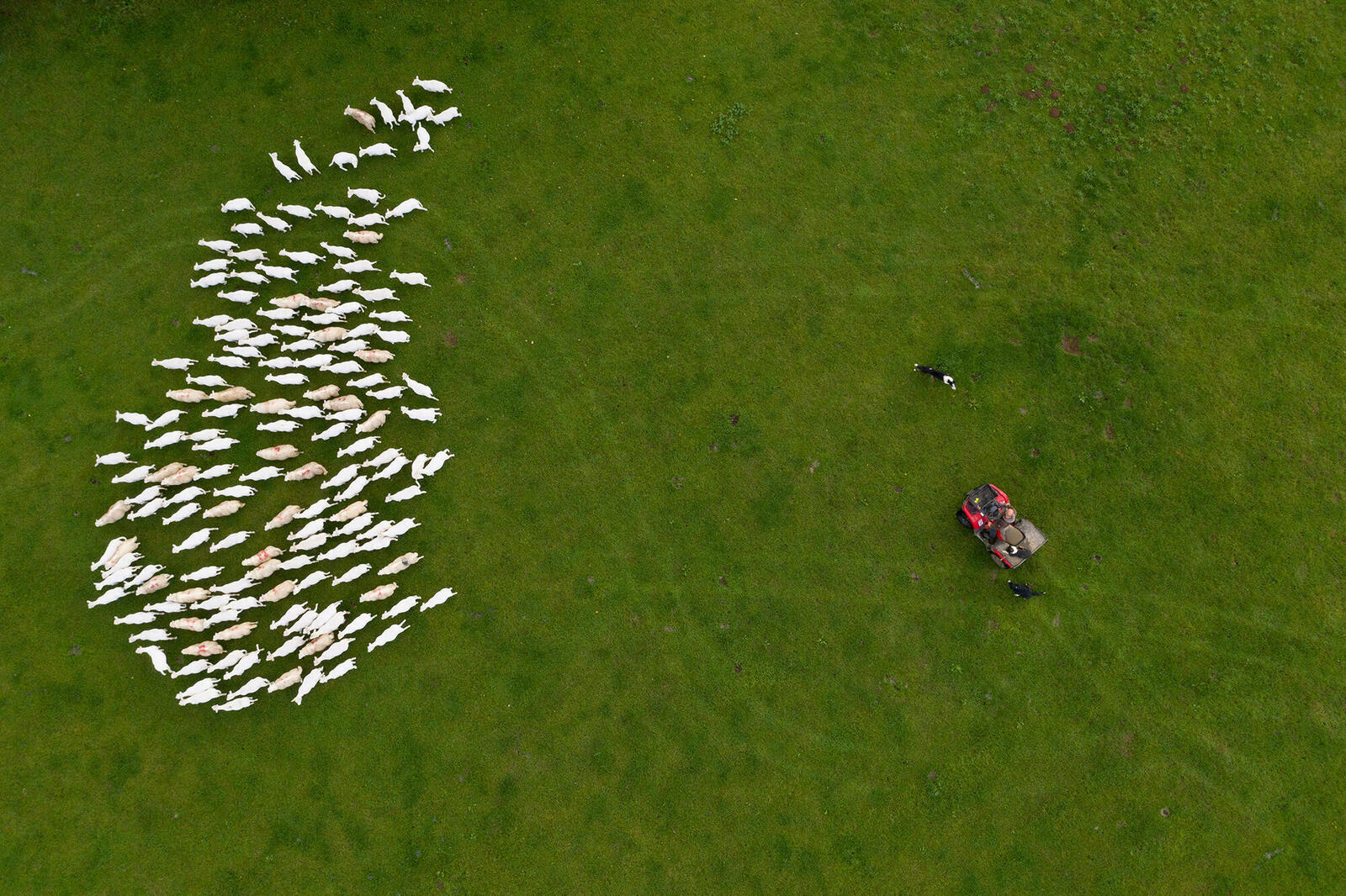 Aerial photo of herd of sheep in cluster near farmer with tractor and dog
